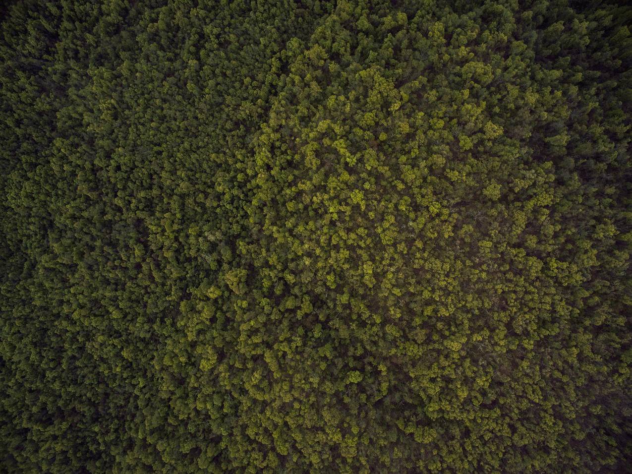 森林,高空,茂密,4k壁纸