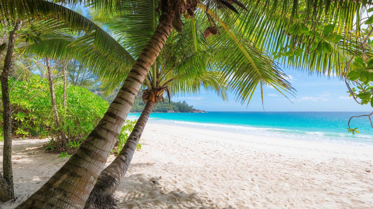 夏天,大海,海水,棕榈树,海滩,岛屿,4K风景壁纸