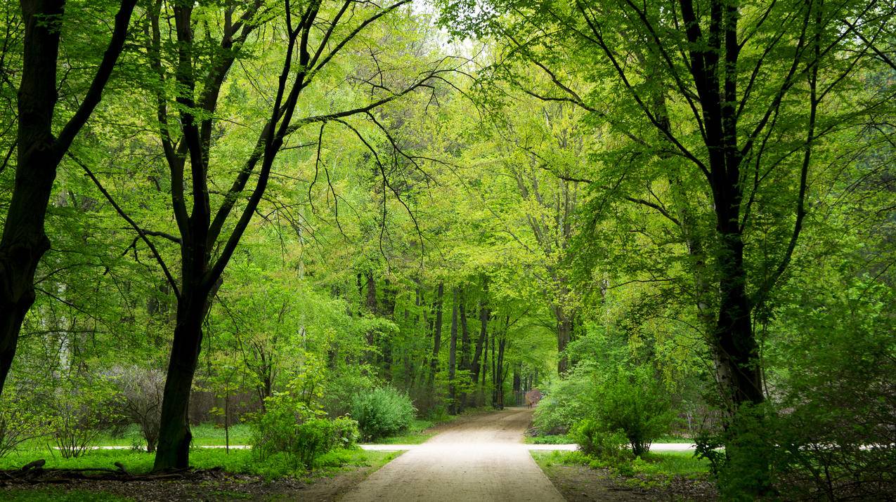 自然森林公园,绿色树木,路,夏天,自然风景图片
