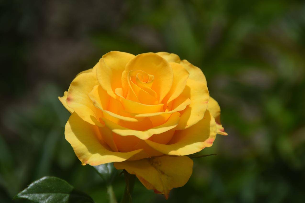 黄色玫瑰,美丽的花朵,6K壁纸