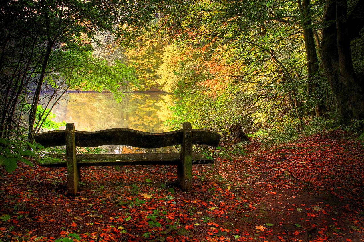 秋天,湖,自然,景观,树木,4K风景壁纸
