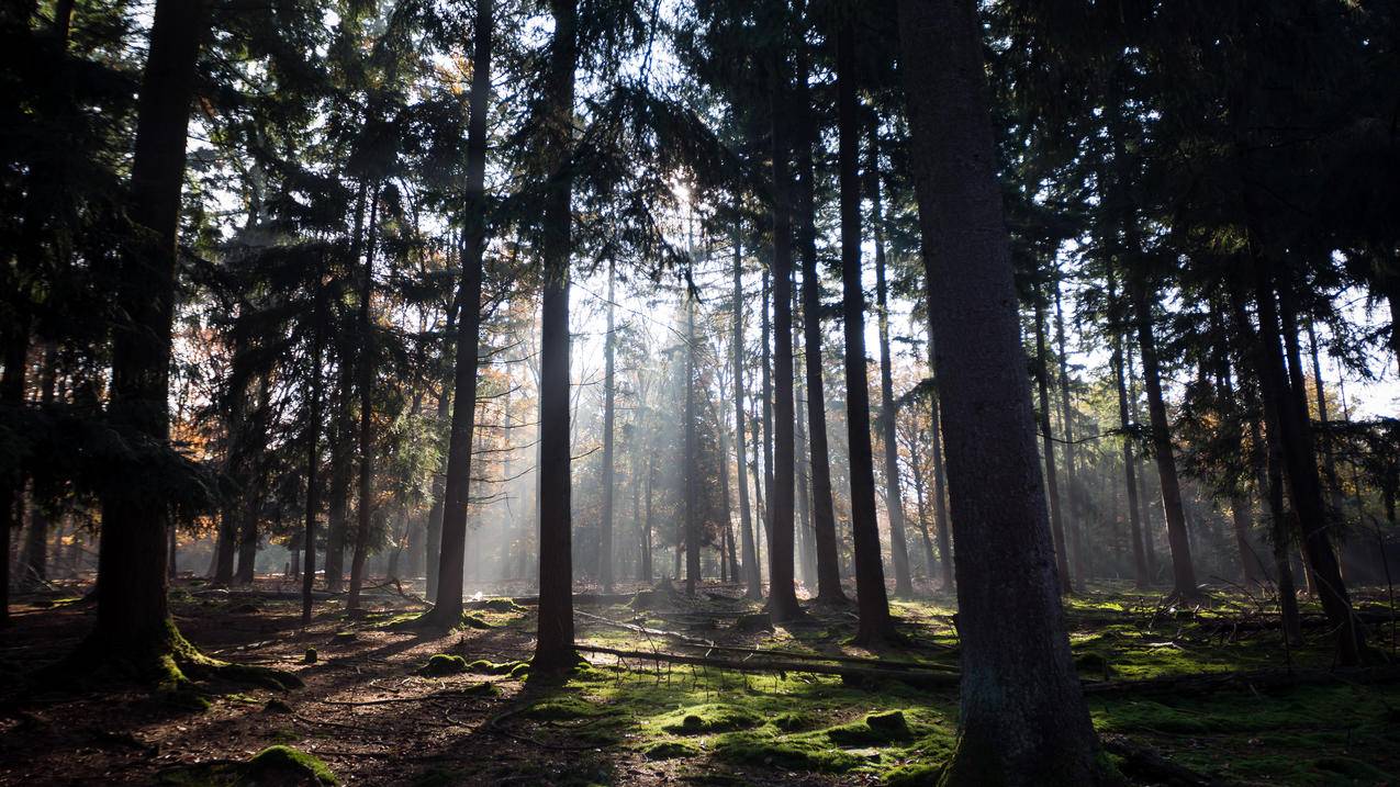 荷兰秋天的太阳穿过美丽的树林3840x2160,4K风景壁纸