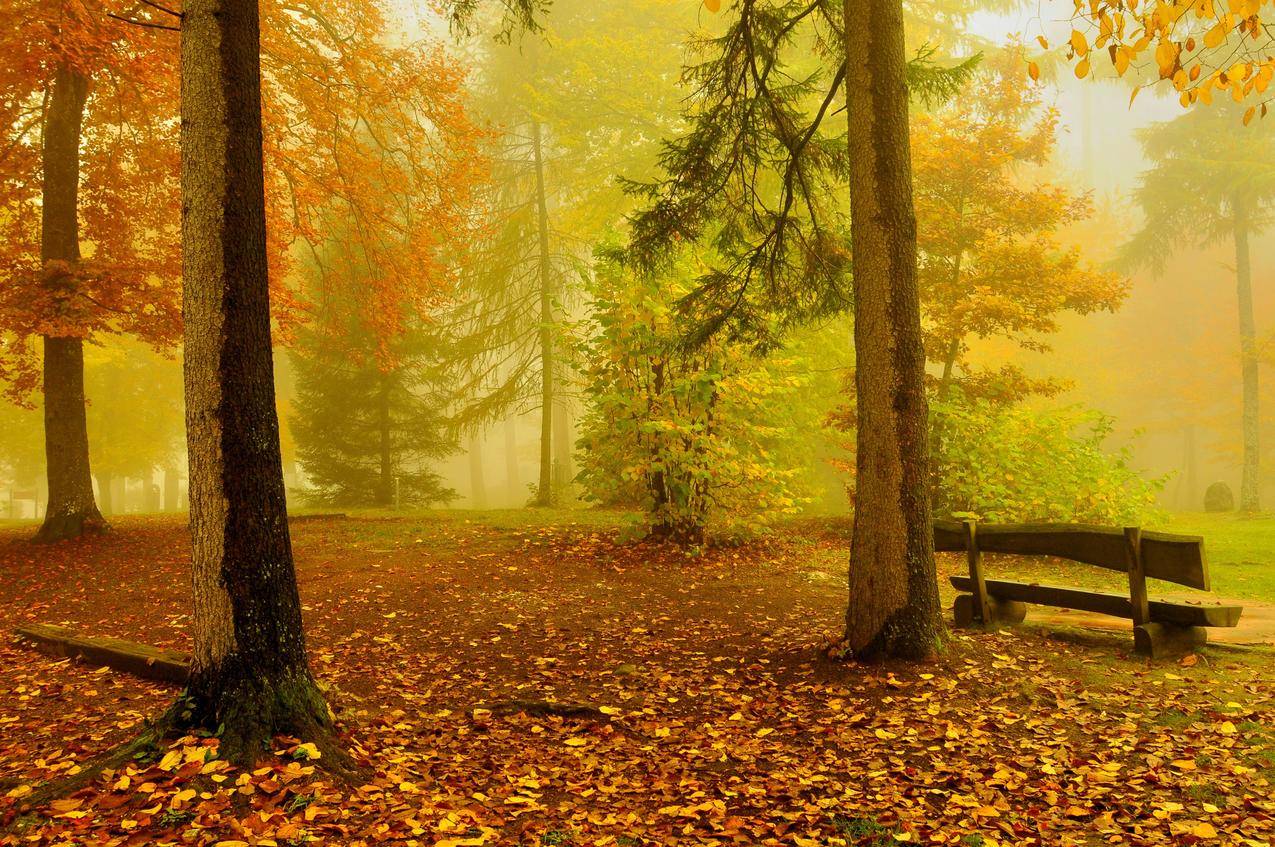 秋天的树木风景4K壁纸