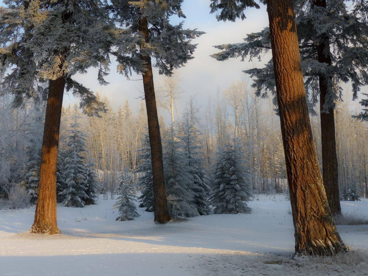 卡尼姆湖,加拿大不列颠哥伦比亚省,湖,冬天,清晨,4K风景壁纸