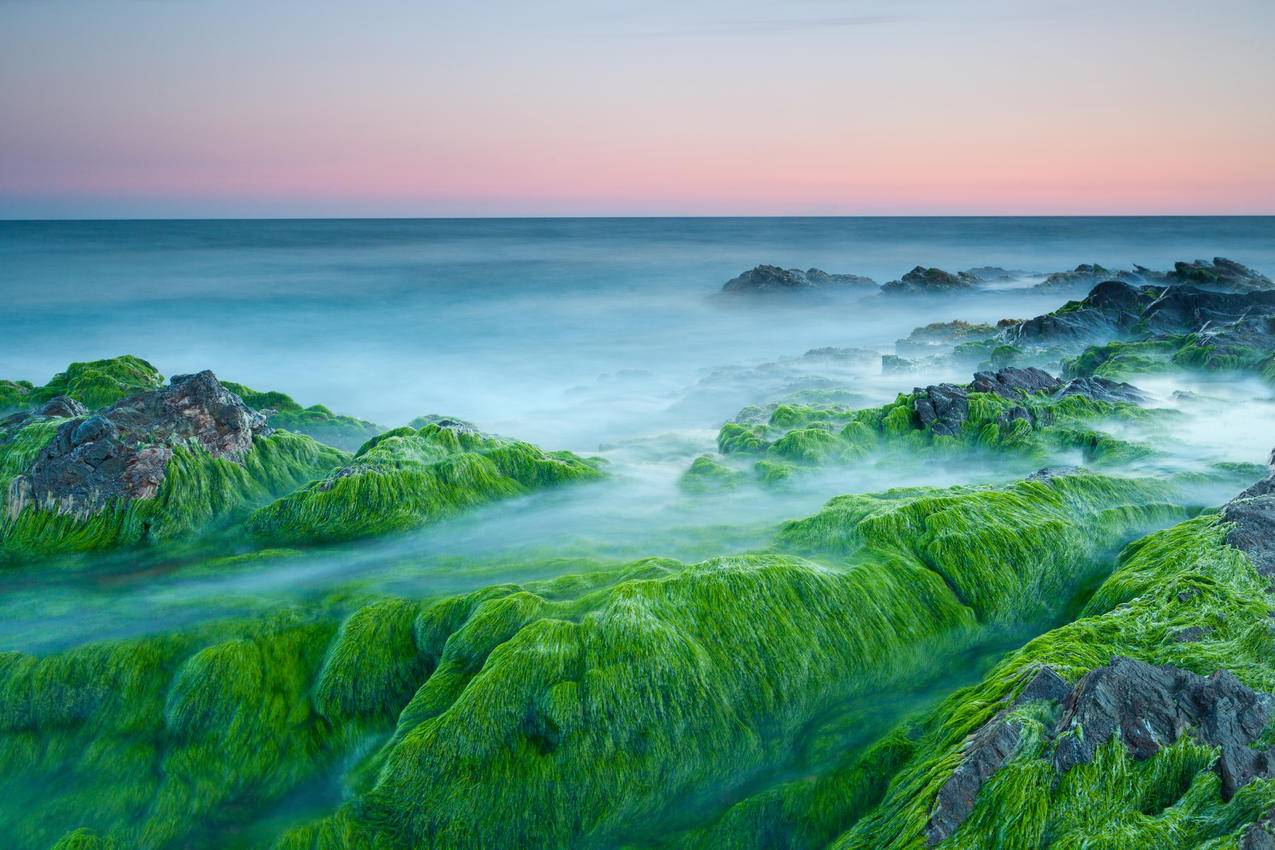 海洋,岩石,绿色海藻4K壁纸