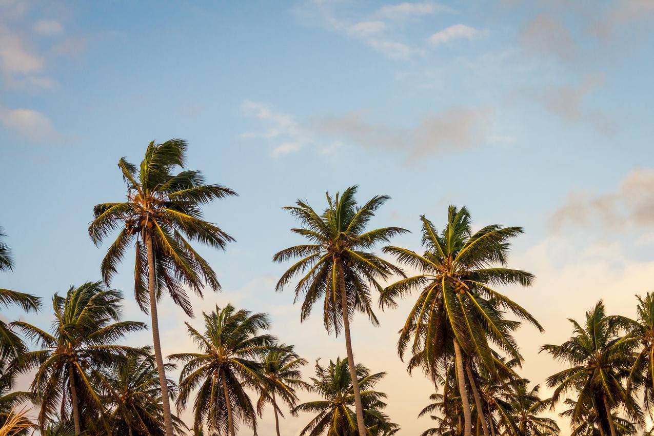 椰子树,热带,度假,4k壁纸