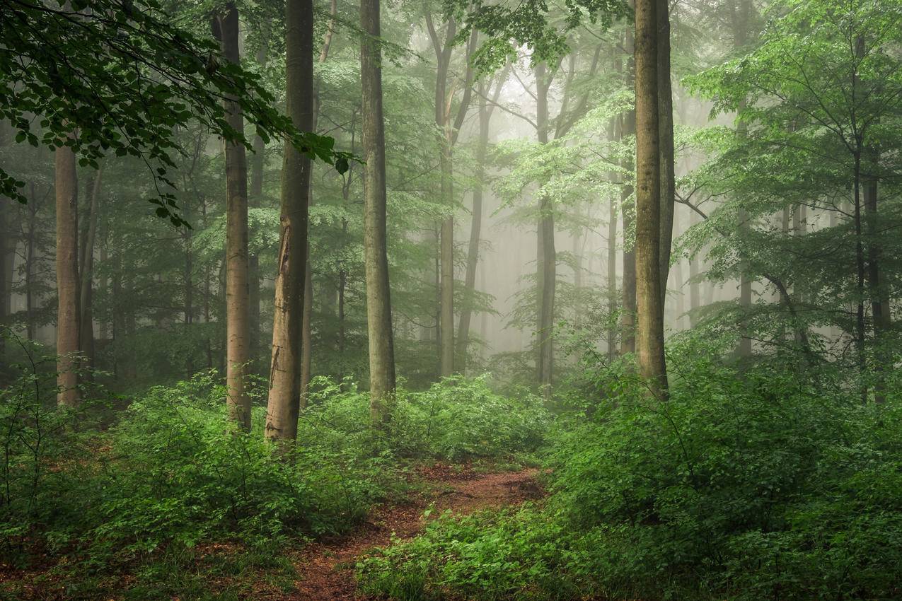 森林雾丛树4K风景壁纸