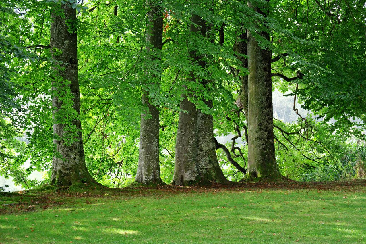 绿色,树木,草地,格罗夫的树木,4K风景壁纸