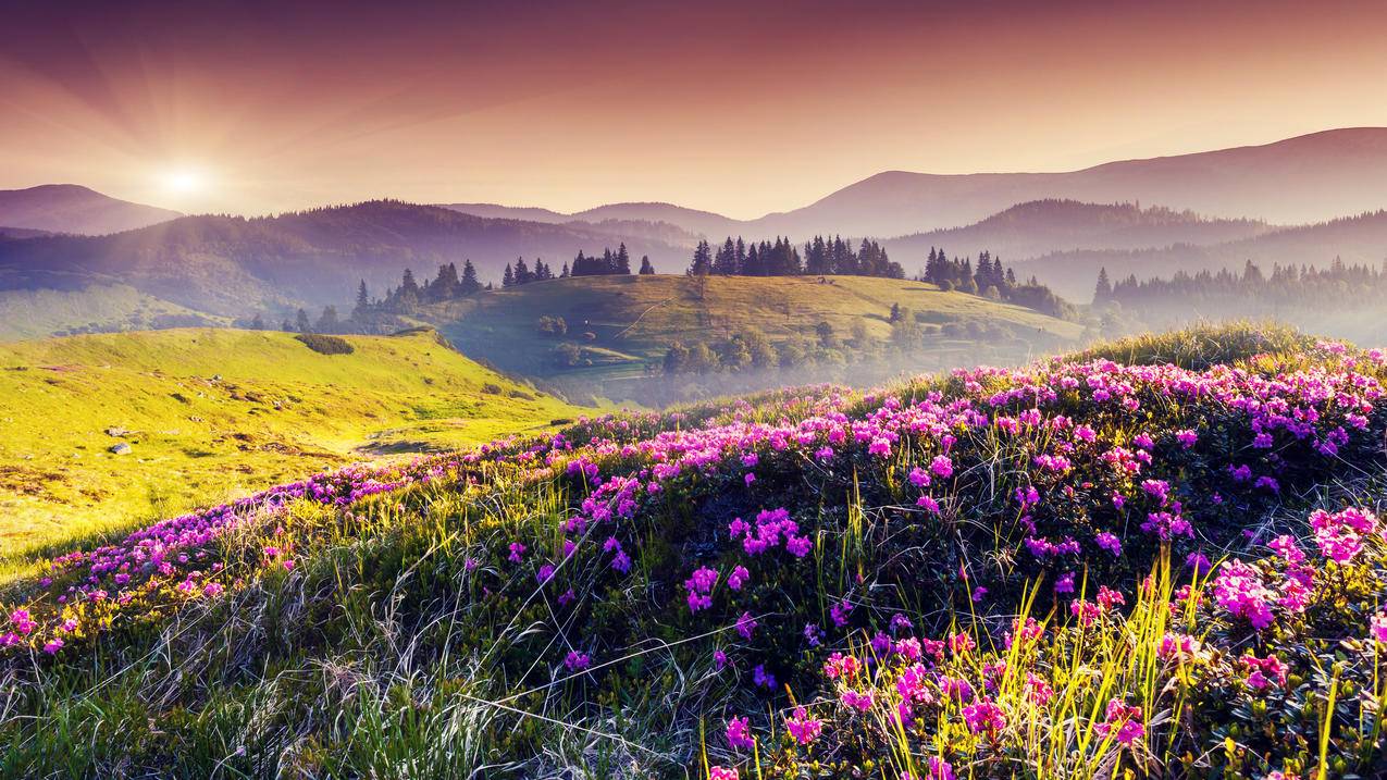 丘陵,花卉,粉色的鲜花,树木,太阳,自然风景4K壁纸