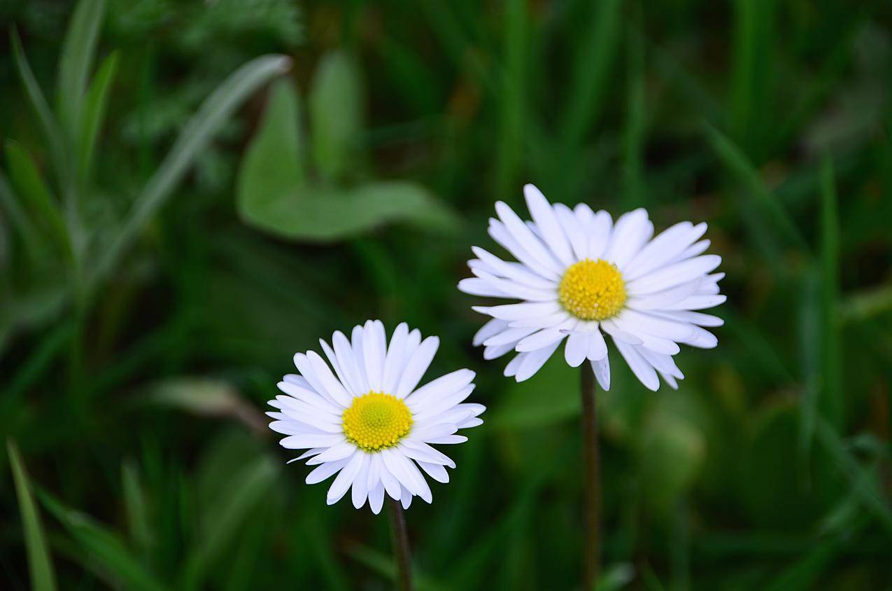 雏菊,鲜花,4K壁纸