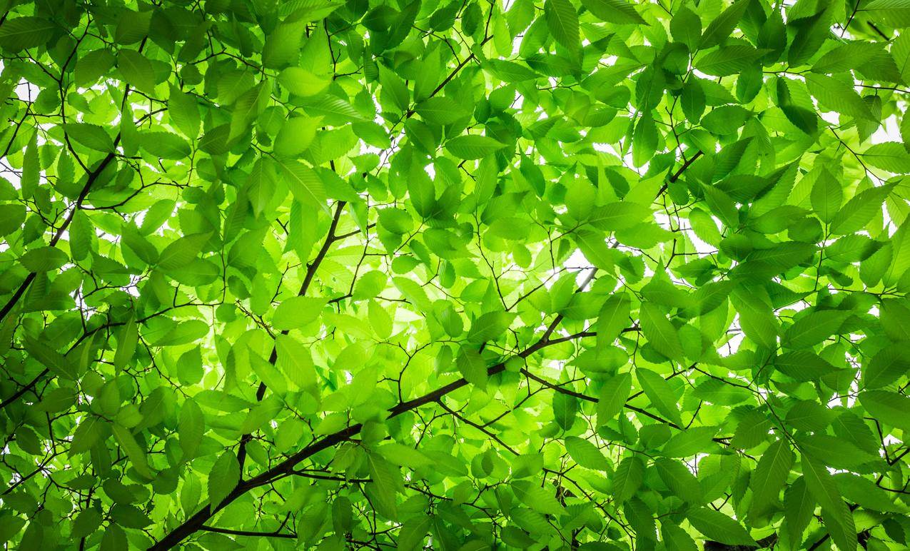 树叶 树枝 大自然 绿色 护眼4k壁纸 千叶网