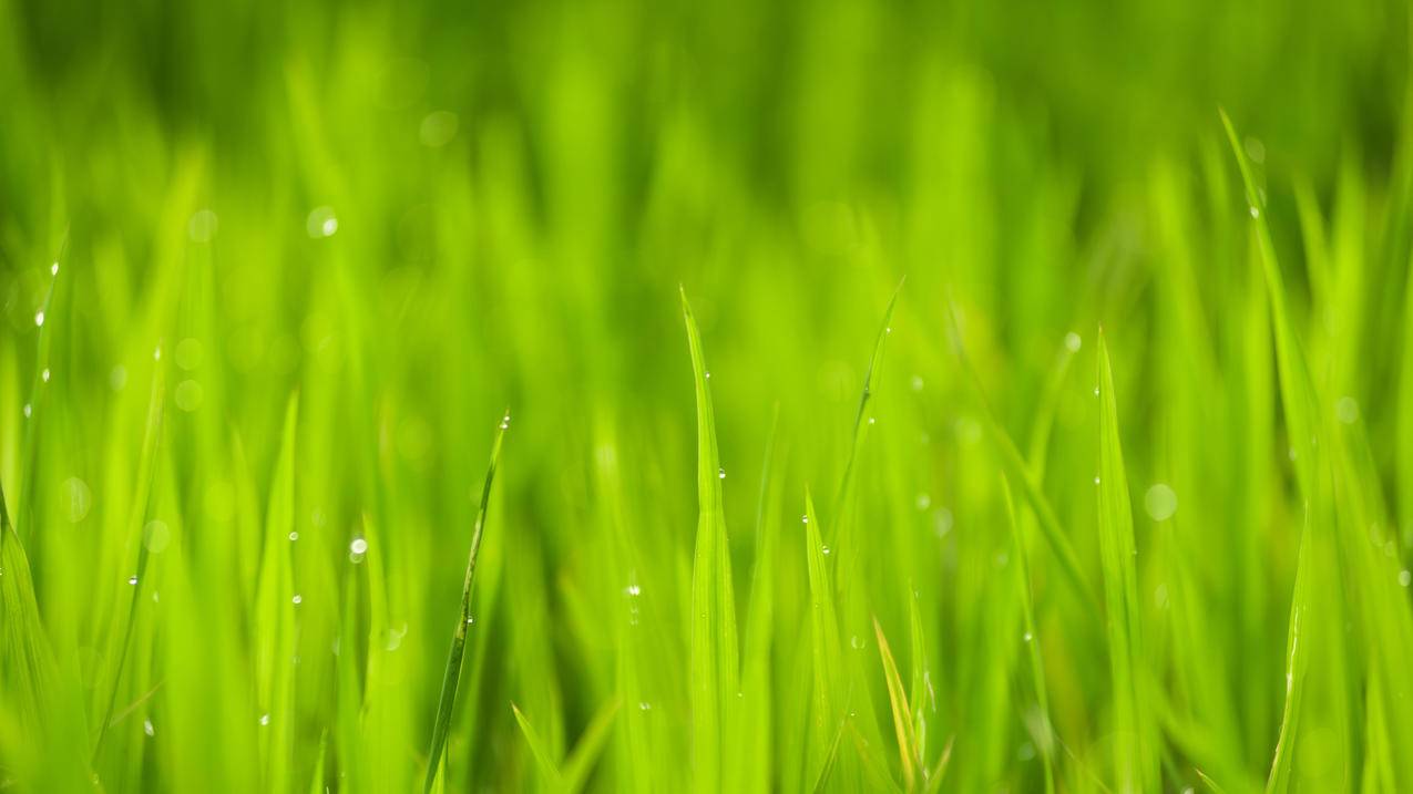 自然,特写,户外,绿色,水稻,叶子,露珠,4K护眼壁纸3840x2160