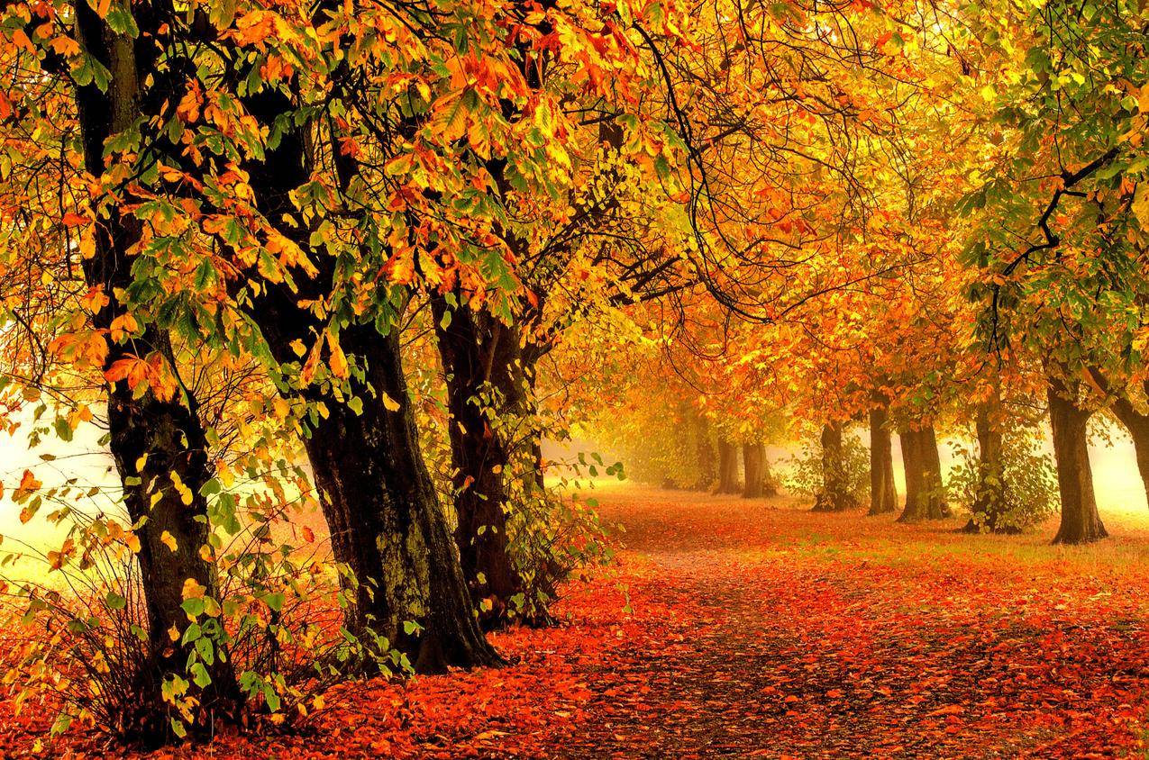自然森林公园树秋天风景4K图片