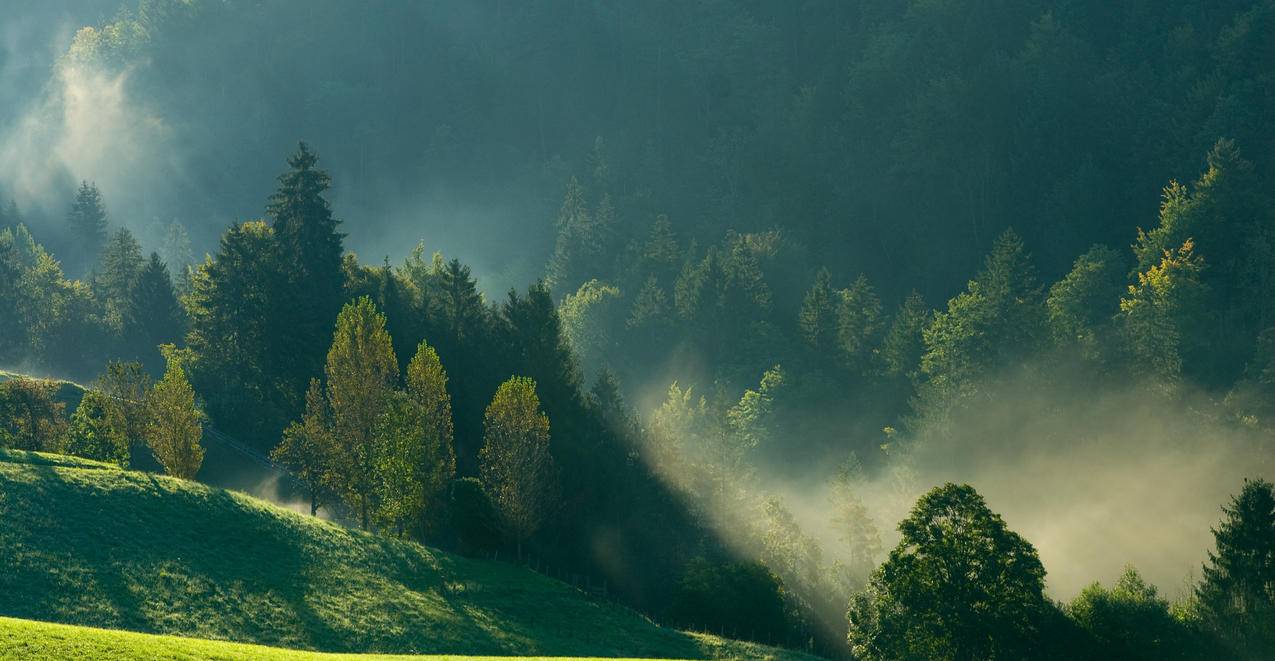 雾,早晨,树林,自然风景6K壁纸