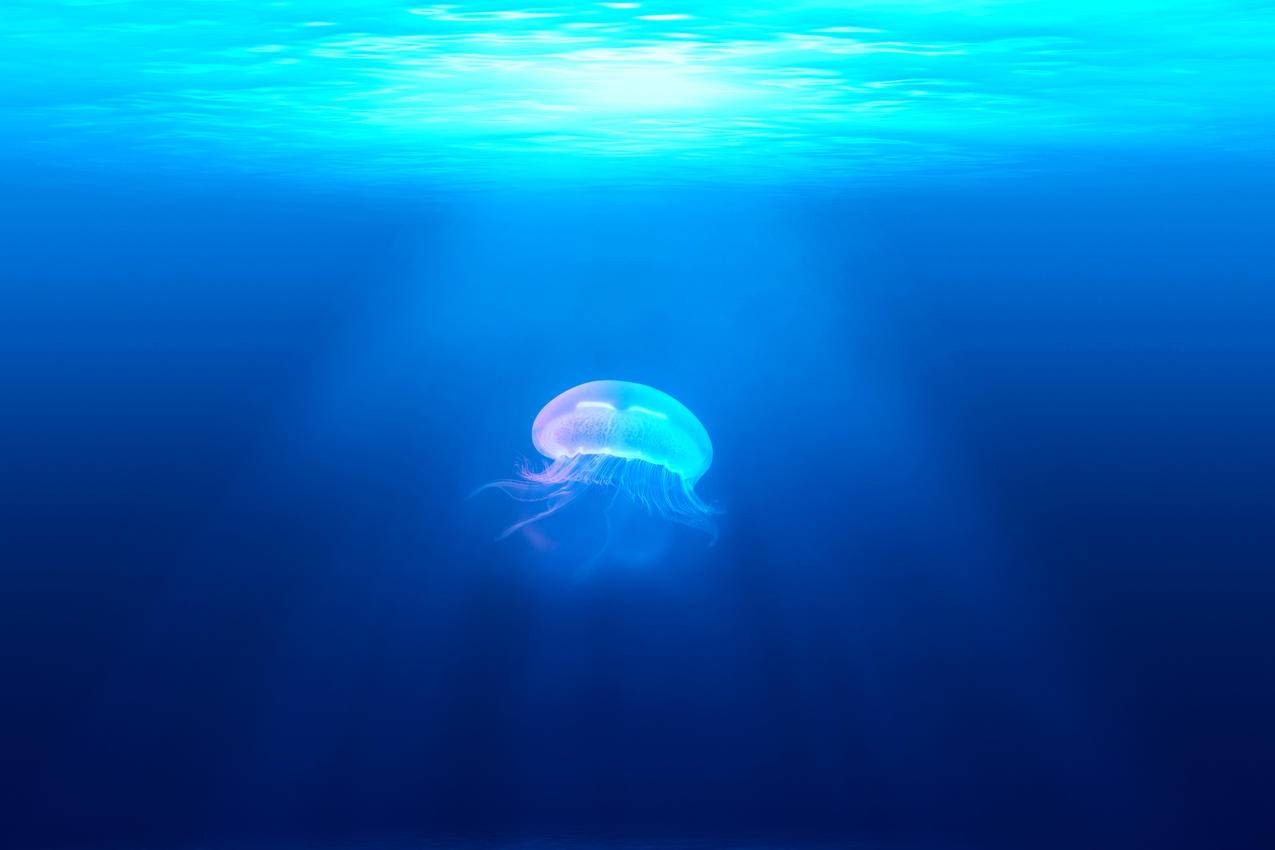 水母 深蓝 大海 海底世界 超清壁纸 千叶网