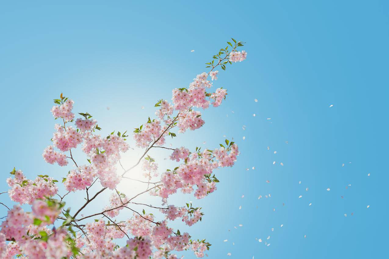 天空,樱花,6K风景壁纸