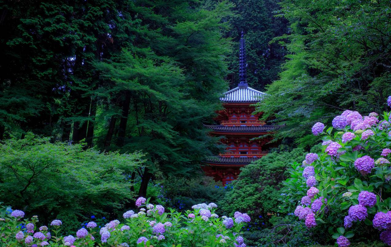 日本京都,公园,绿色树木,灌木,绣球花,塔,4K风景壁纸