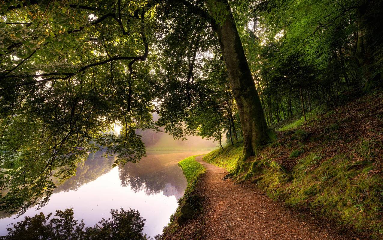 自然风景,树,河流,树林,4K风景壁纸