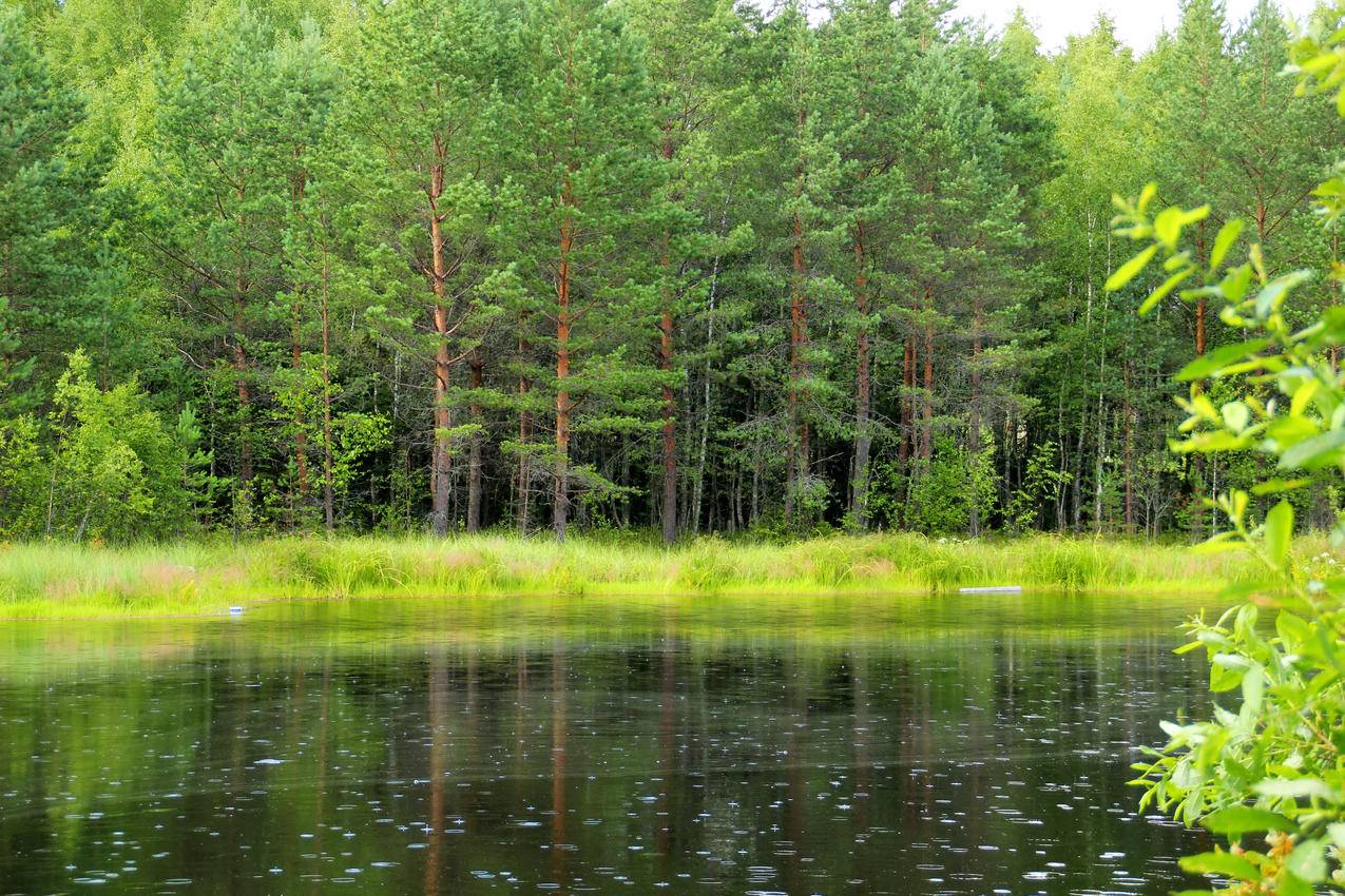 森林,草,树木,湖泊,4K风景壁纸