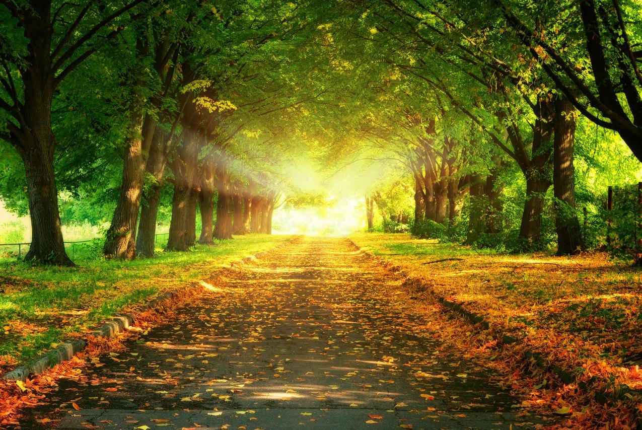 树,道路,小道,落叶,日落,4K风景壁纸