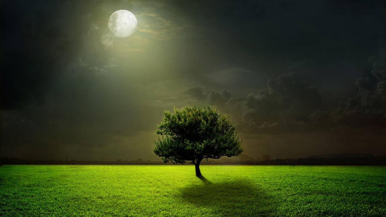 绿色草地,树,云,月亮,夜晚,月光,4K风景壁纸