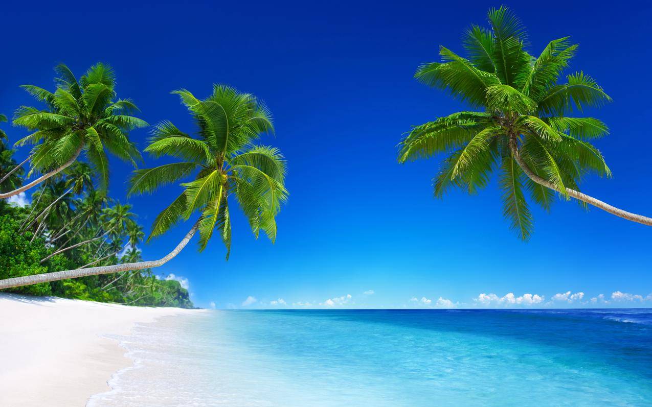 蓝色大海,天空,热带海洋,棕榈树,5K风景壁纸