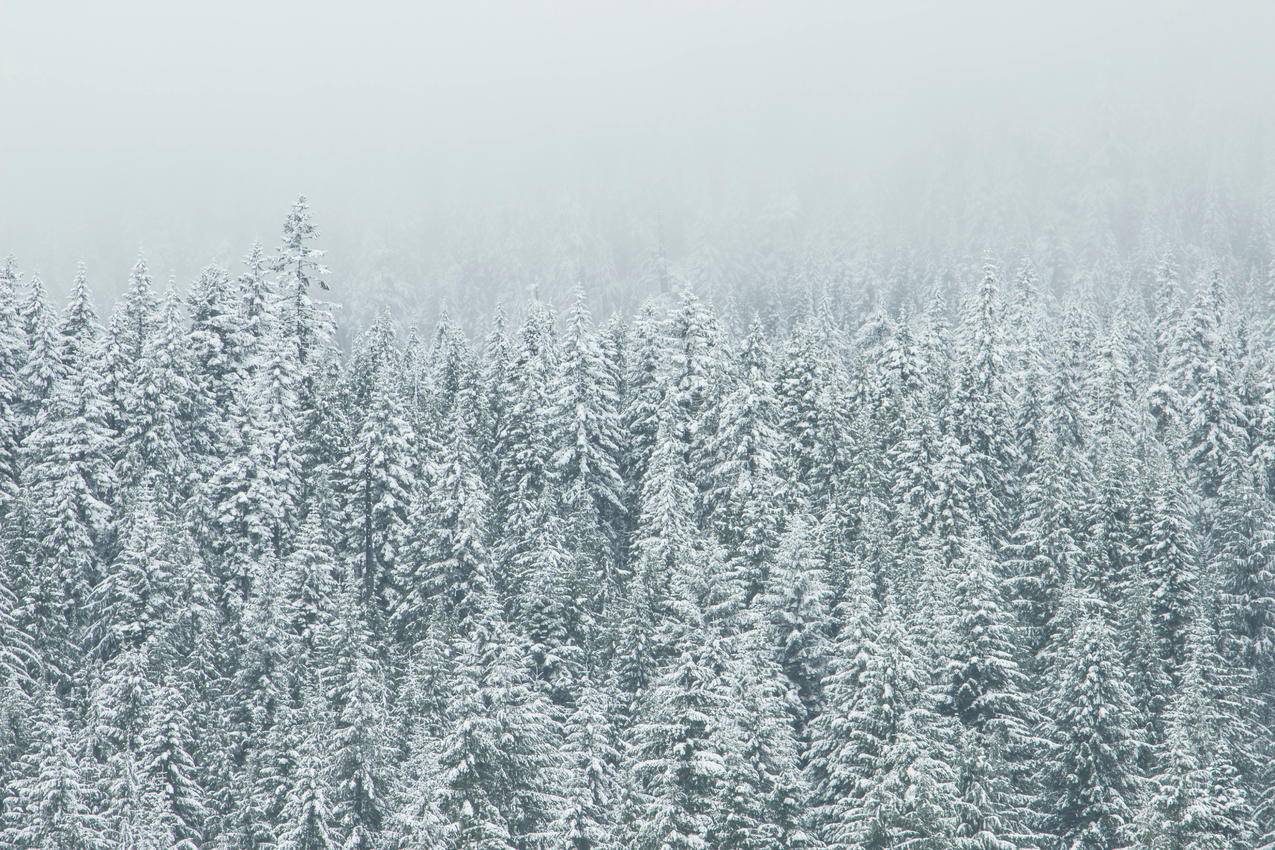 树,雪,森林,白色,5k壁纸