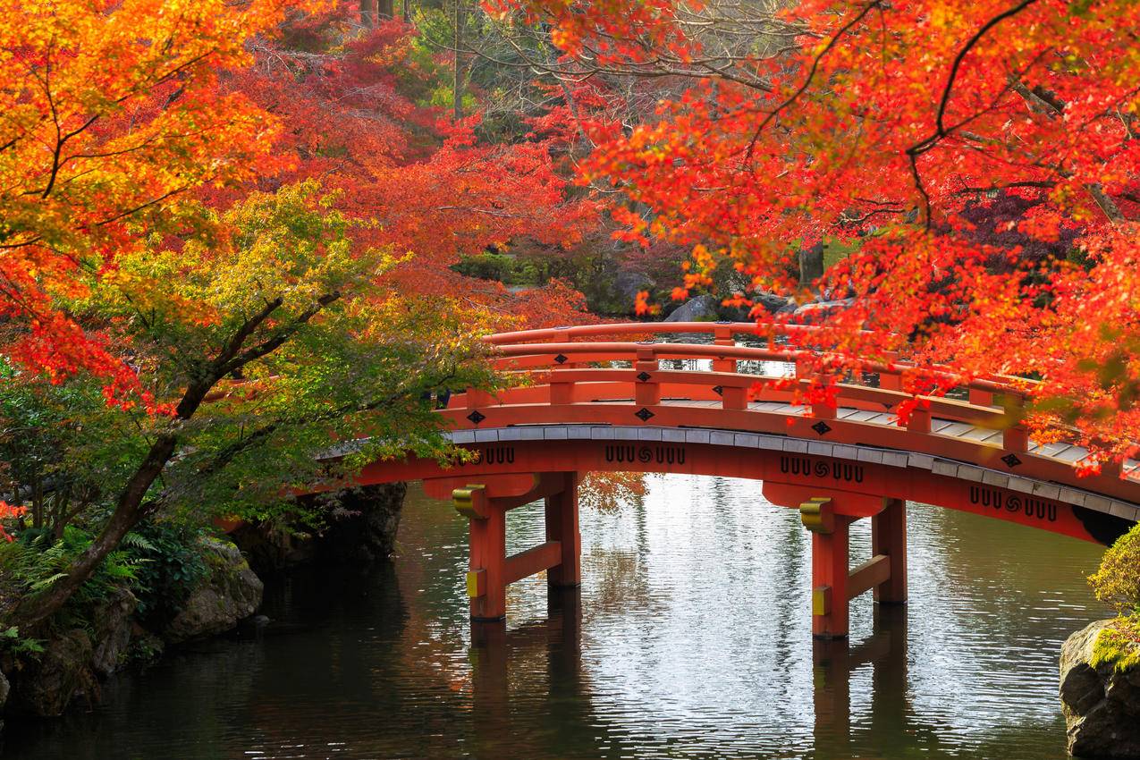 秋天,树,桥,池塘,公园,日本京都风景4K图片