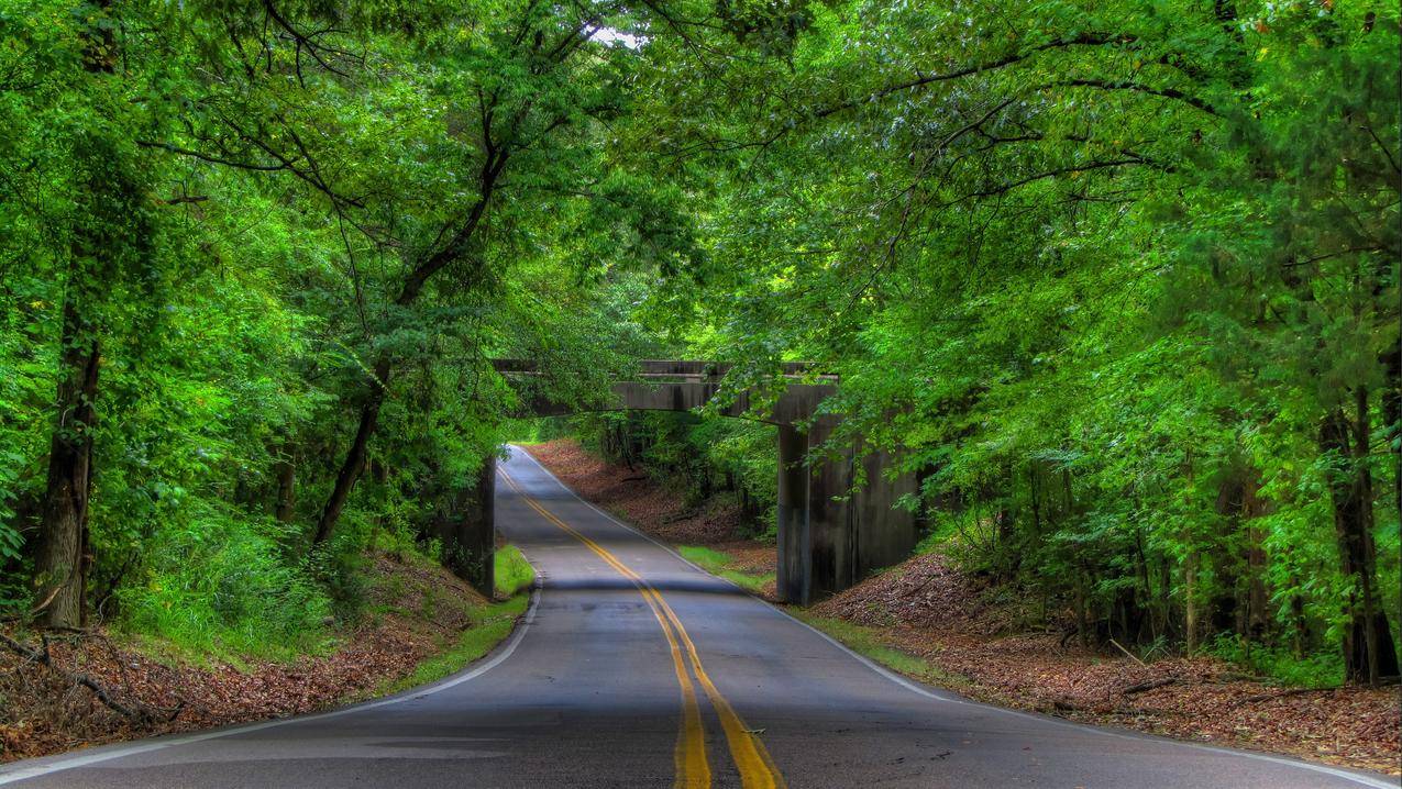绿色树林,乡村道路,4K风景护眼壁纸