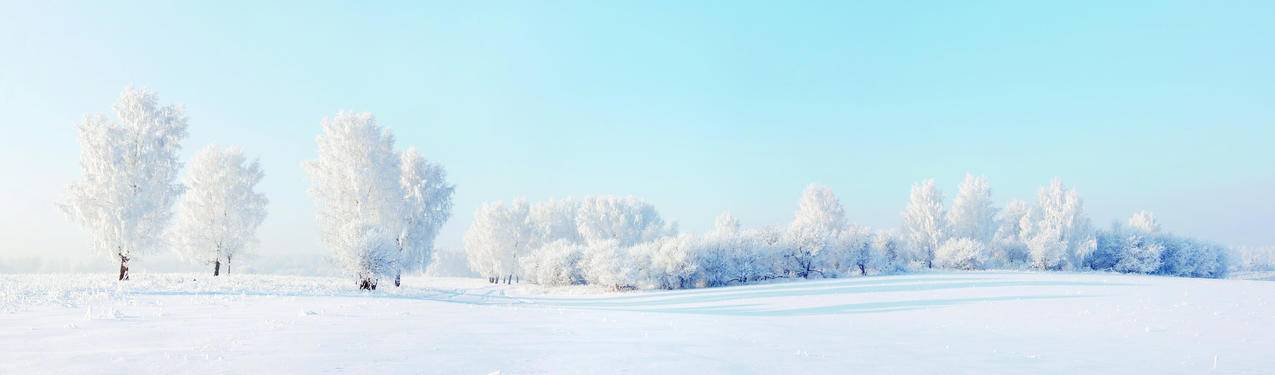 冬天,雪地,树,8K风景图片