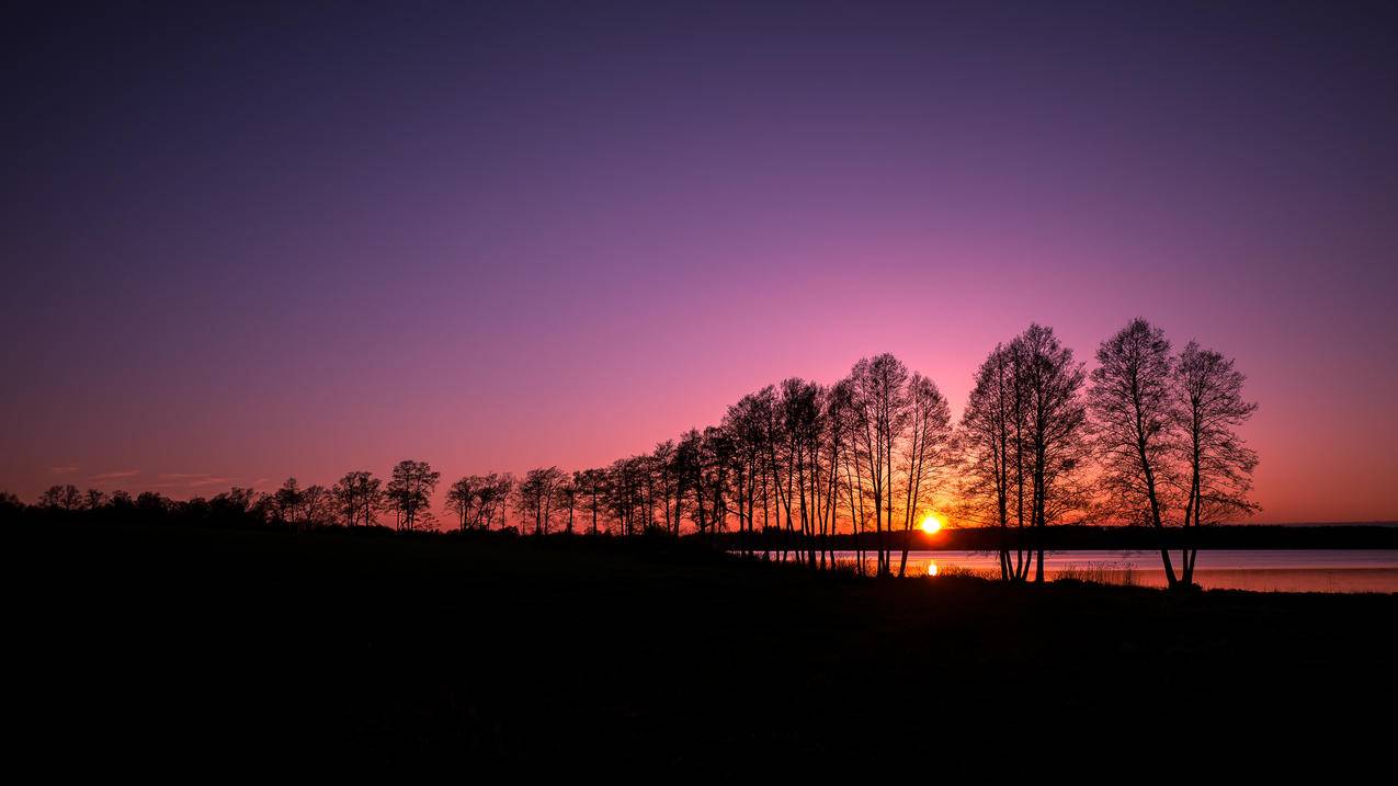 树剪影,芬兰,美丽的夕阳4K风景壁纸