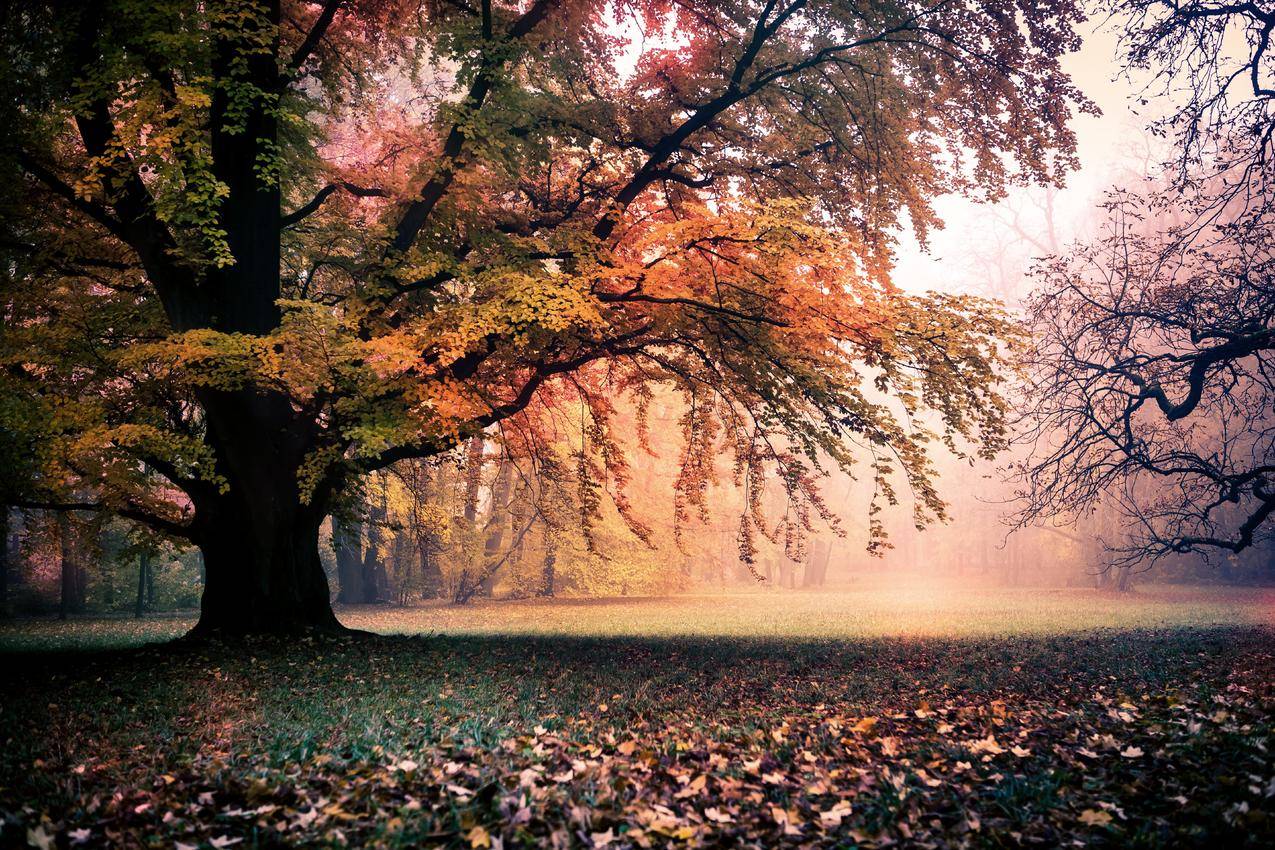 秋天,金色的树,7K风景壁纸