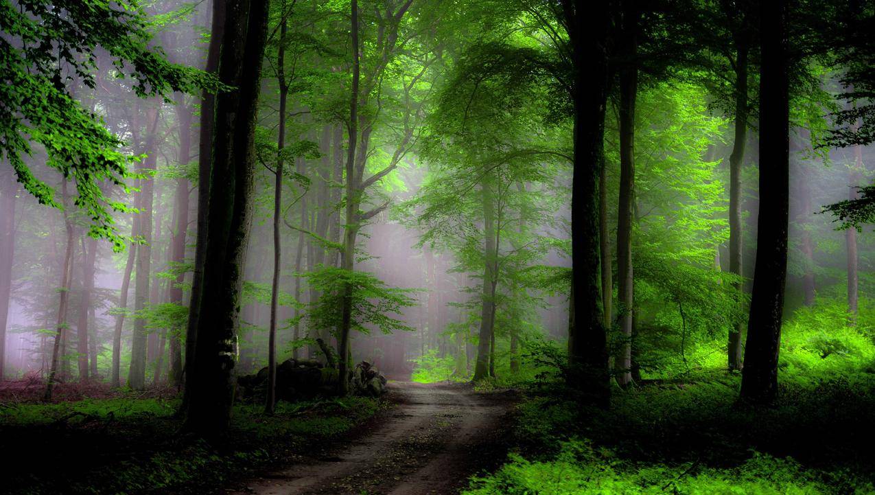 森林,树木,雾,路,自然绿色风景高清6K壁纸