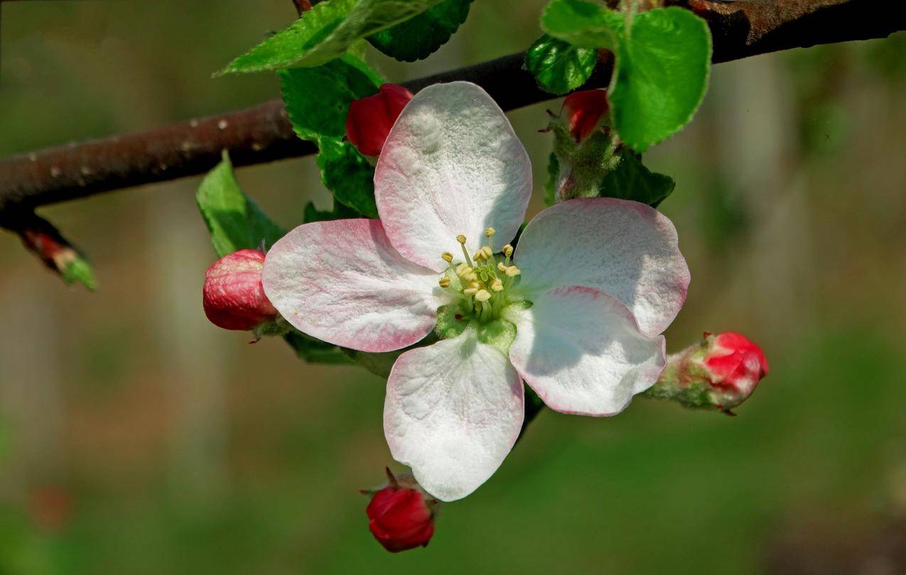 苹果花,果园,自然,春天,5K图片