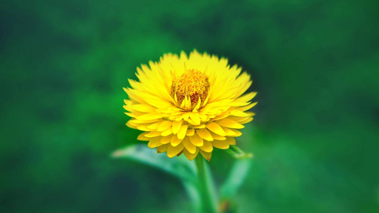 黄色的花朵,金鸡菊4K壁纸