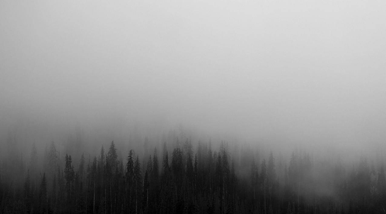 树林,雾,清晨,4k壁纸