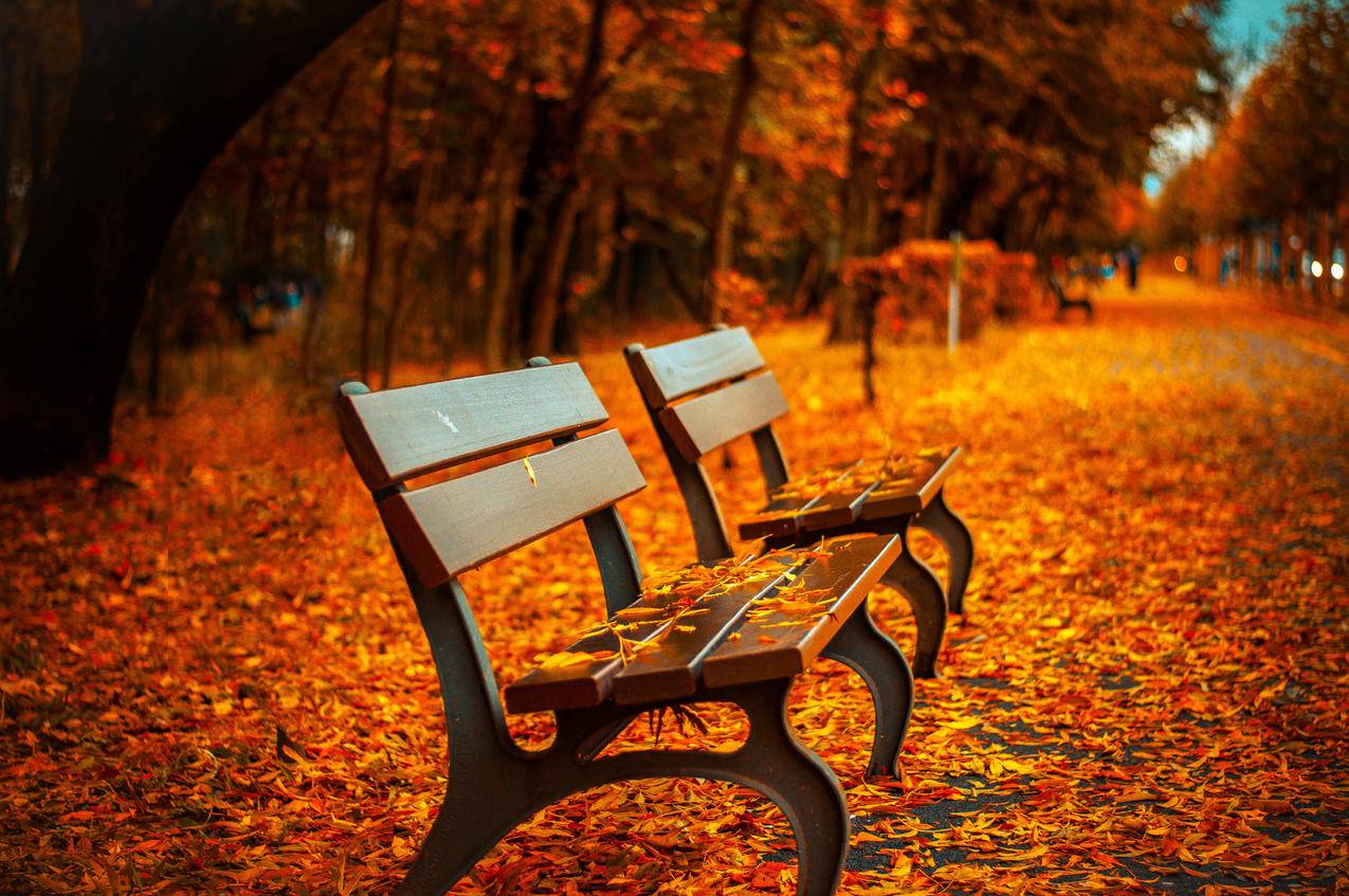 秋天,落叶,长椅,枫叶,4k壁纸