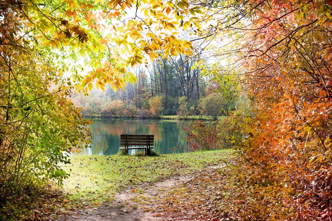 秋天的树叶,树林,河流,长椅,秋天背景,自然风景4K壁纸