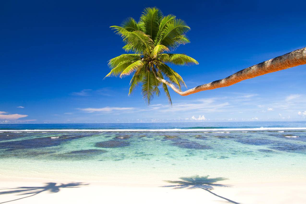 大海,海洋,岛屿,夏天,棕榈树,4K风景壁纸