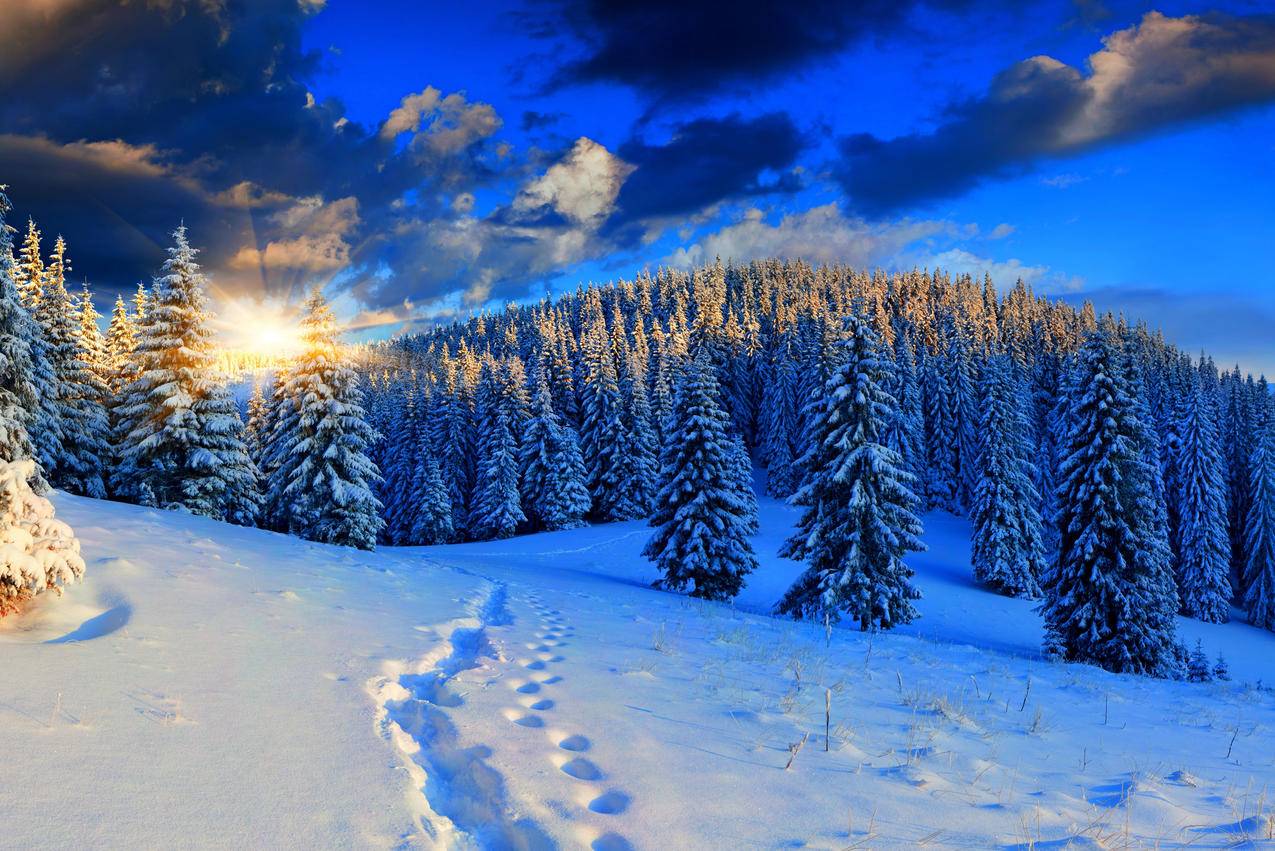自然,冬天,树林,脚印,天空,4K风景壁纸图片