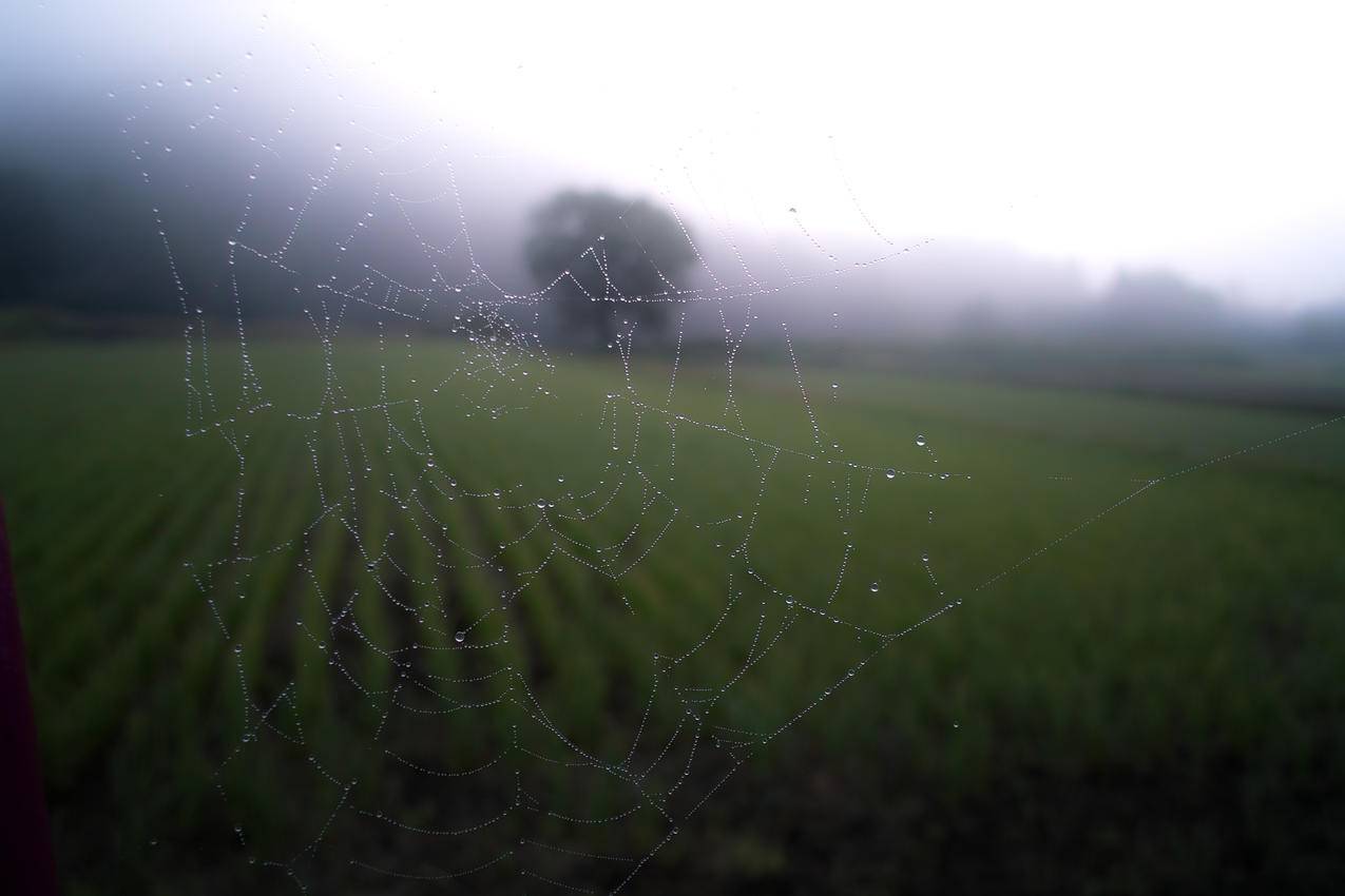 蜘蛛网,绿地,朦胧,高清壁纸