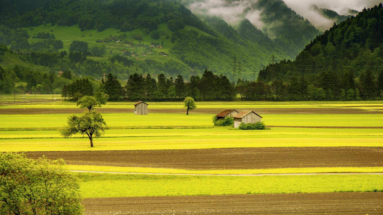 瑞士,草地,绿色,棚屋,耕地,树,5K风景壁纸