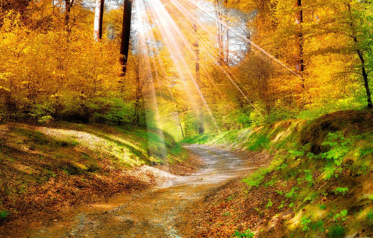 自然,金色秋天,阳光,树林,4K风景壁纸