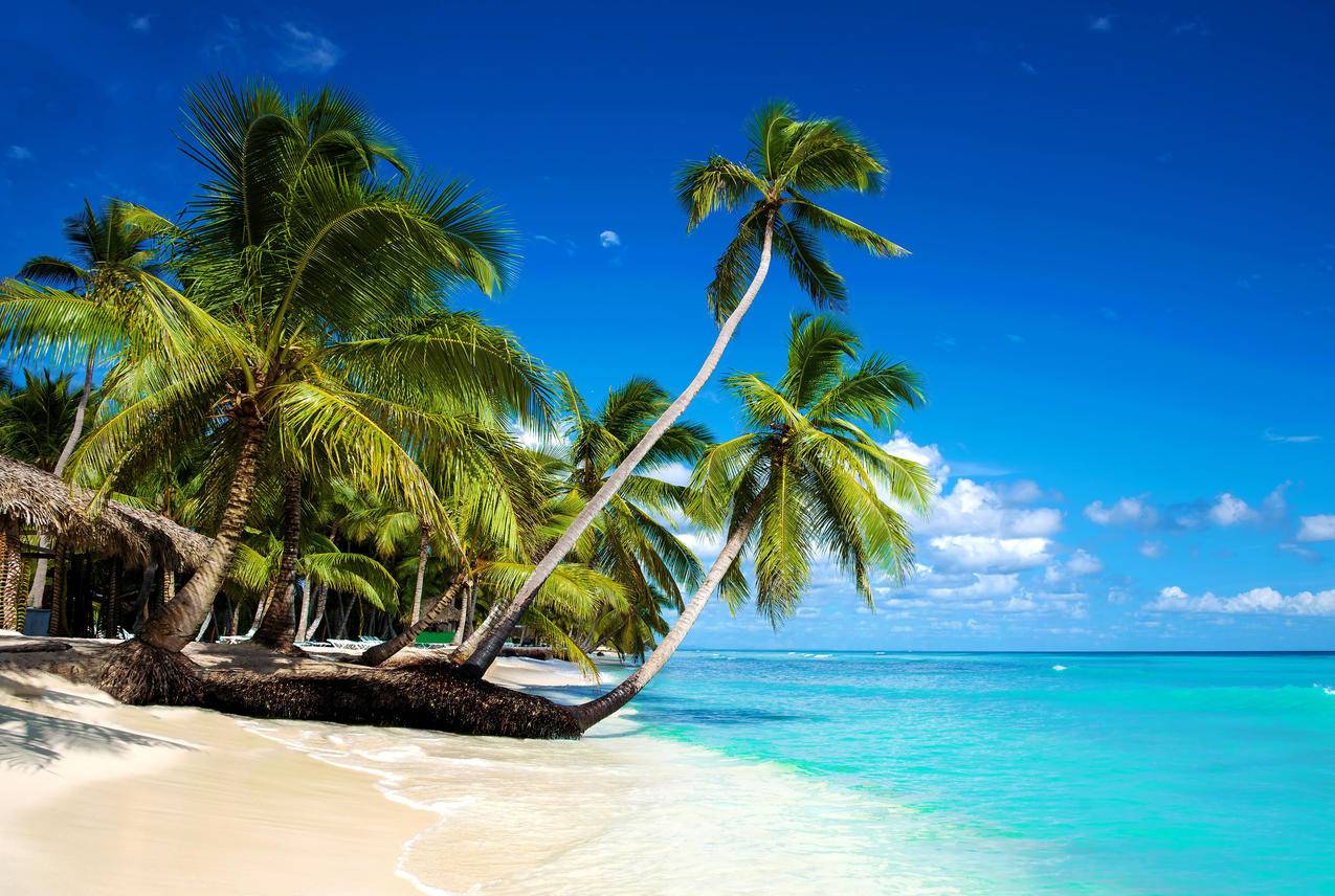大海,棕榈树,岛屿,4K风景壁纸