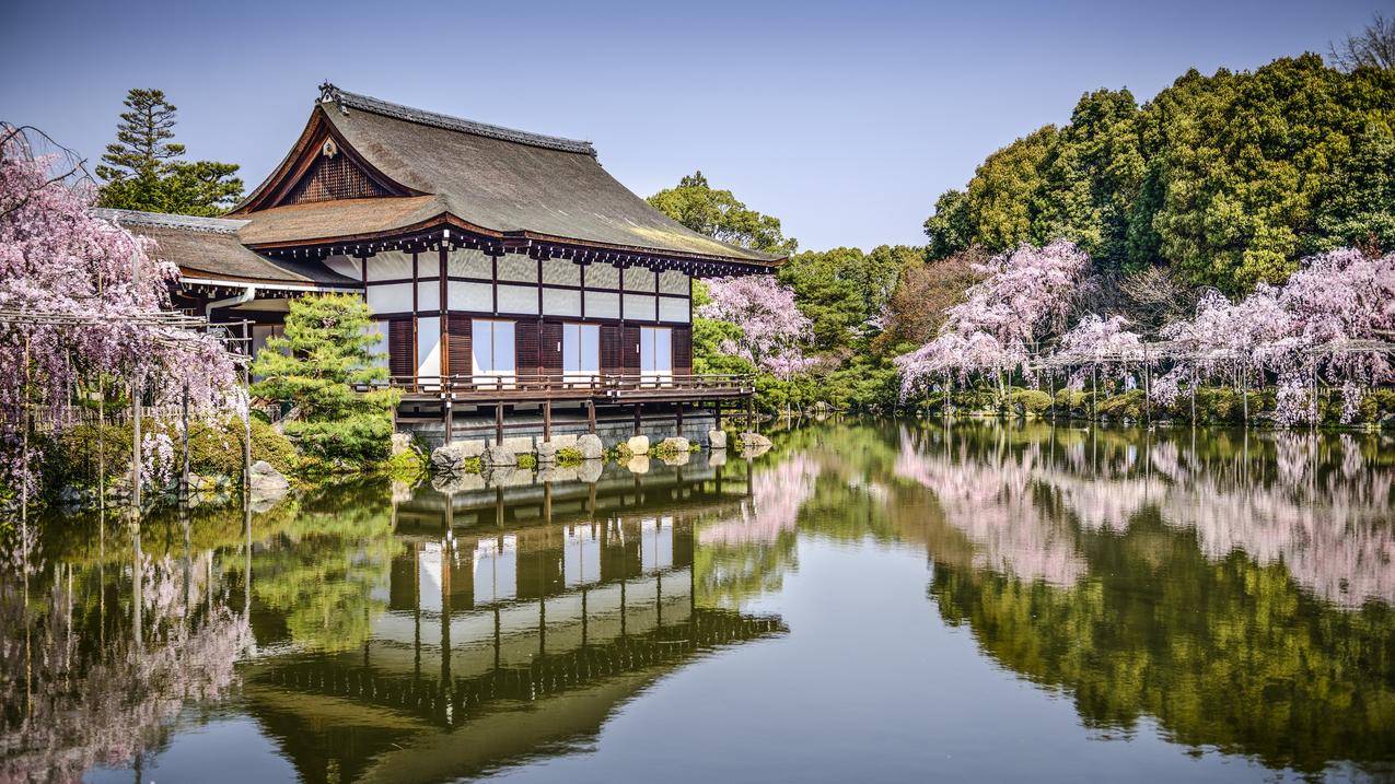 平安神宫,日本京都,花,池塘,4K风景壁纸