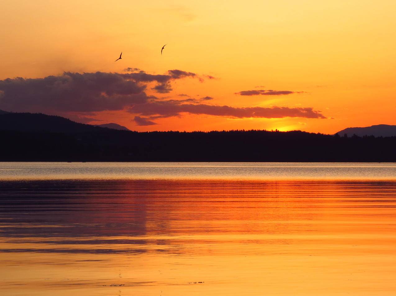 橙色的天空,鸟,湖,云,日落风景4K壁纸