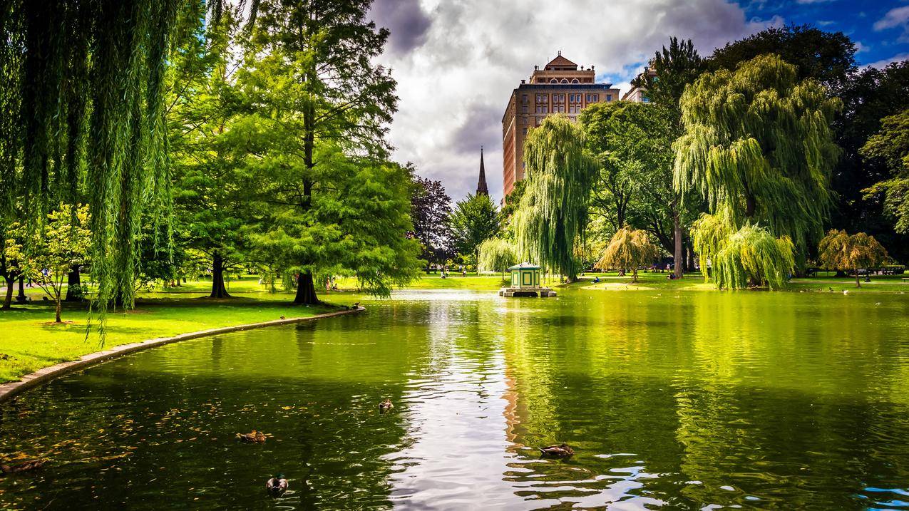波士顿的马萨诸塞州,美国公园,树,池塘,草,4K风景壁纸