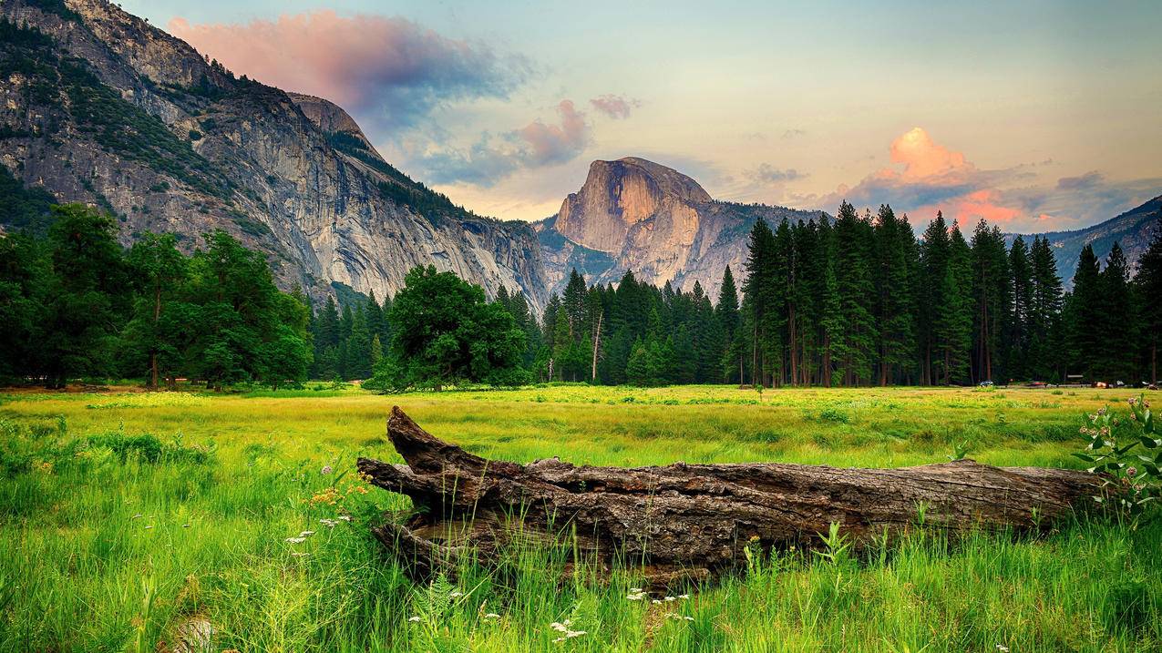 草,树木,绿色森林,优胜美地国家公园,4K风景壁纸3840x2160