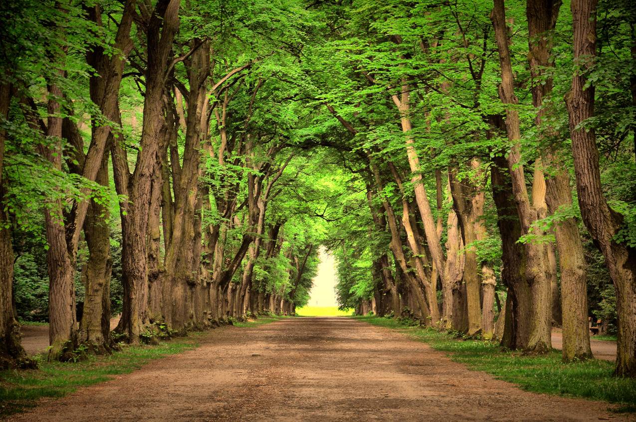 自然,绿色,环保公路,道路,树木,风景,4K壁纸