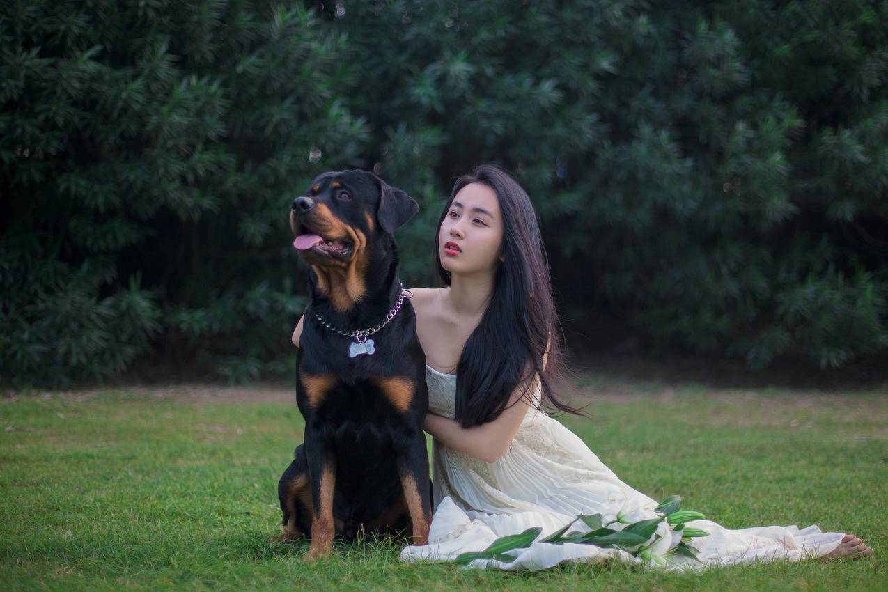 罗威纳犬,草坪,美女4k图片
